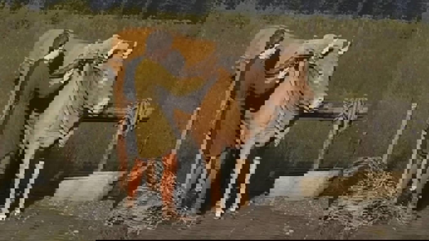 Manor Lords update gây ấn tượng, game giảm giá thấp kỷ lục trên Steam