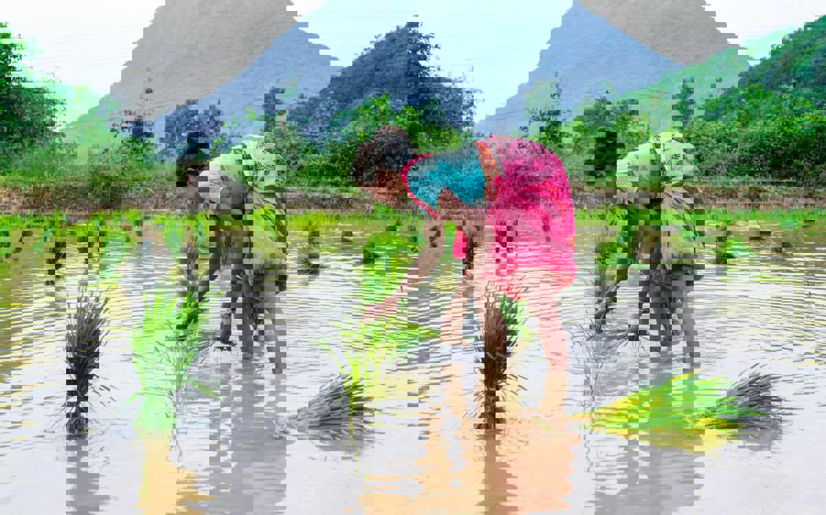 AI hỗ trợ nông dân lúa đối phó biến đổi khí hậu