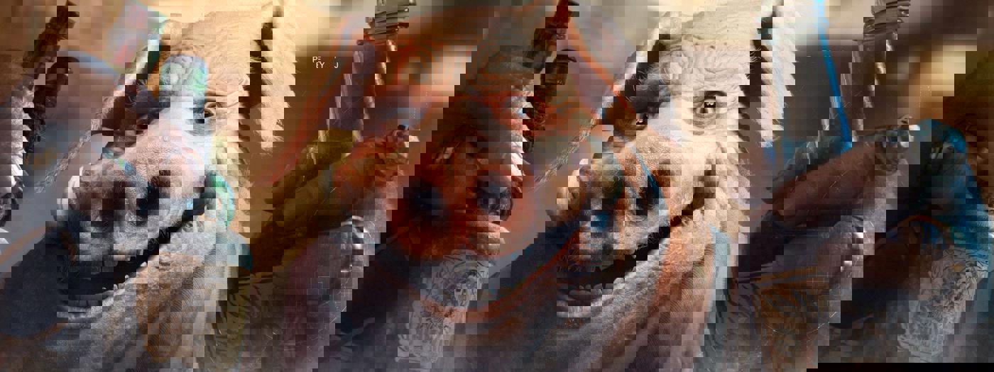 Beyond Good & Evil 2: Tin tuyển dụng hé lộ dấu hiệu sống lại của dự án