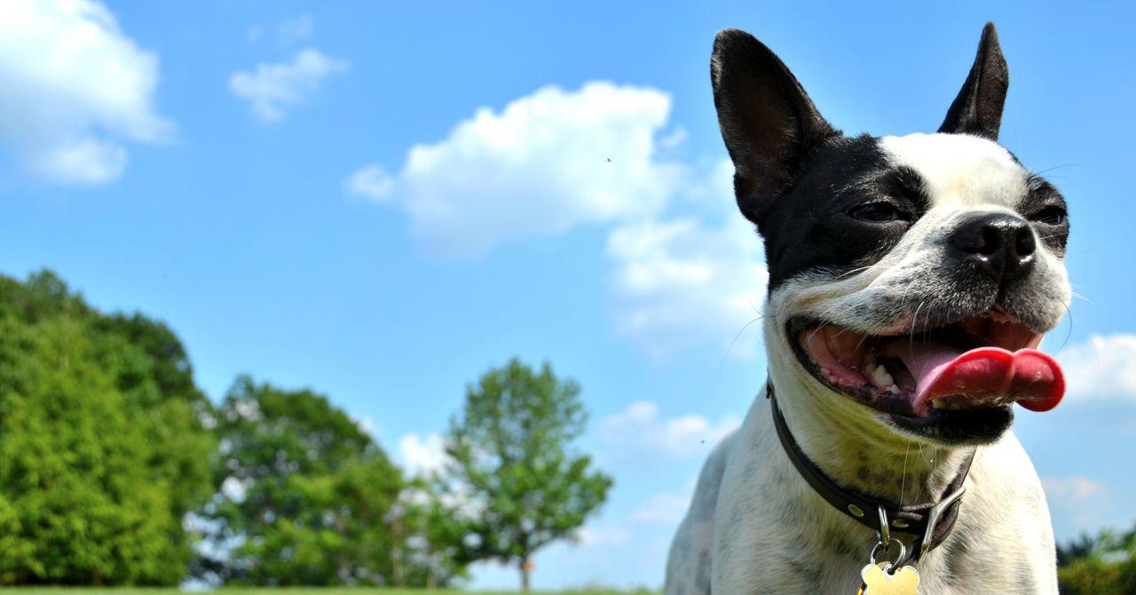 Tác động khí hậu khi nuôi một chú chó