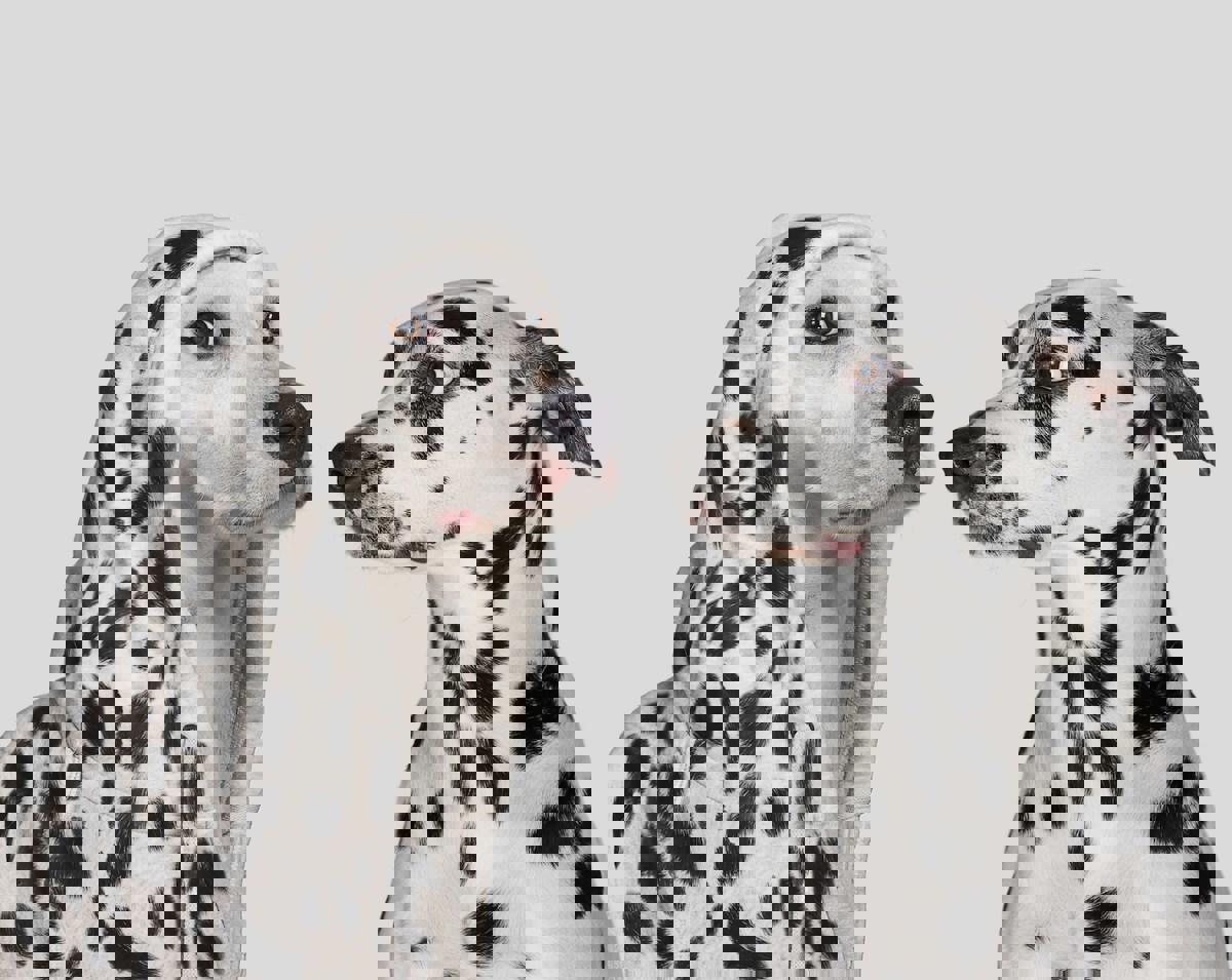 Kẻ mạo danh tiếp tục tấn công công ty bằng thư mạo TechCrunch