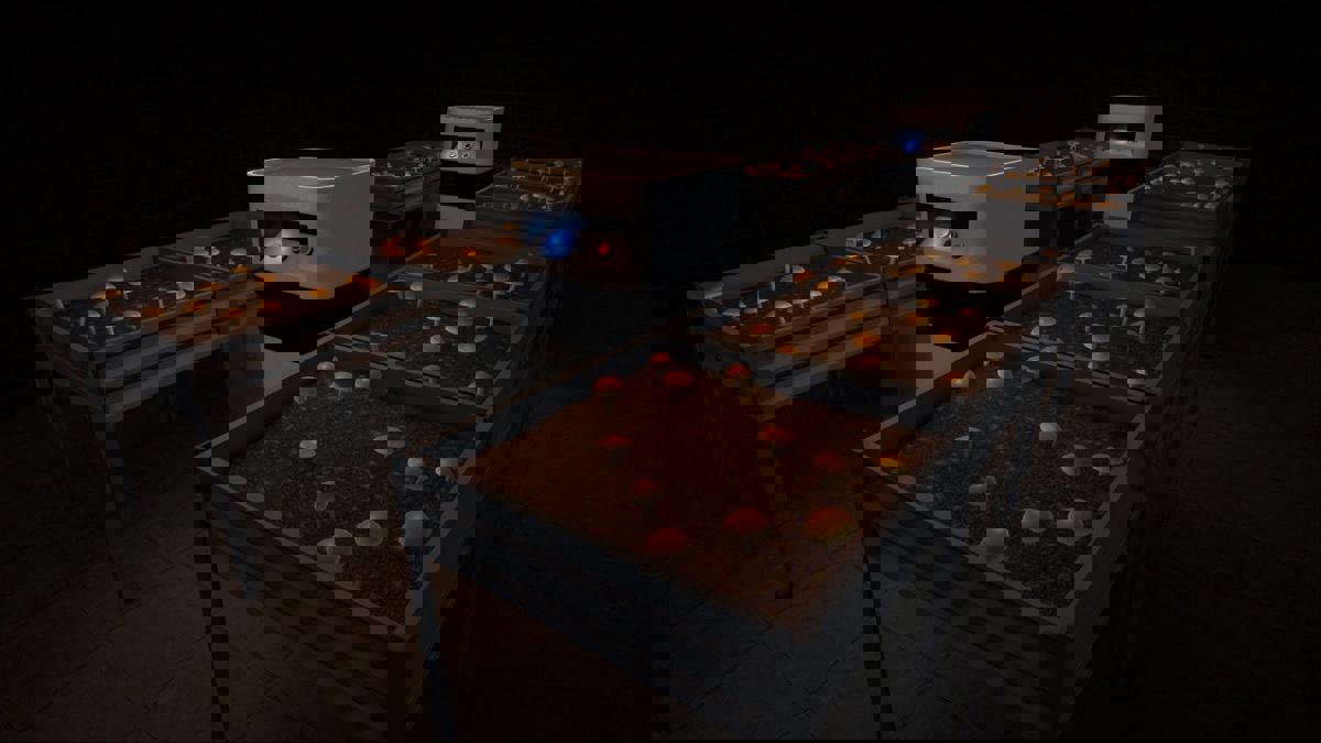 Lưu ý về việc 'trồng shrooms' trong bối cảnh Schedule I