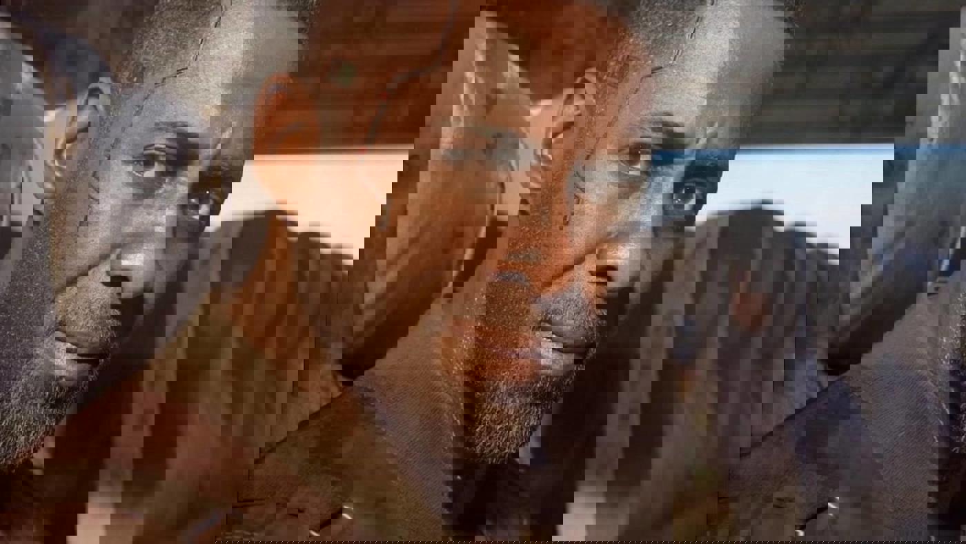 Cyberpunk 2077 hé lộ cập nhật mới nhân kỷ niệm 5 năm — khi nào cần theo dõi?