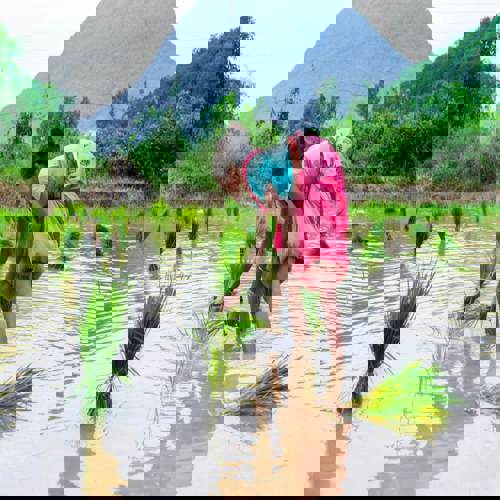 AI hỗ trợ nông dân lúa đối phó biến đổi khí hậu