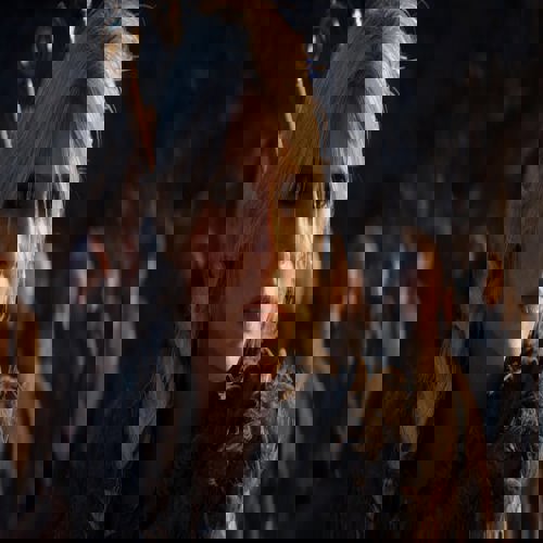 CD Projekt Red tin có thể ra trọn bộ ba Witcher mới trong sáu năm