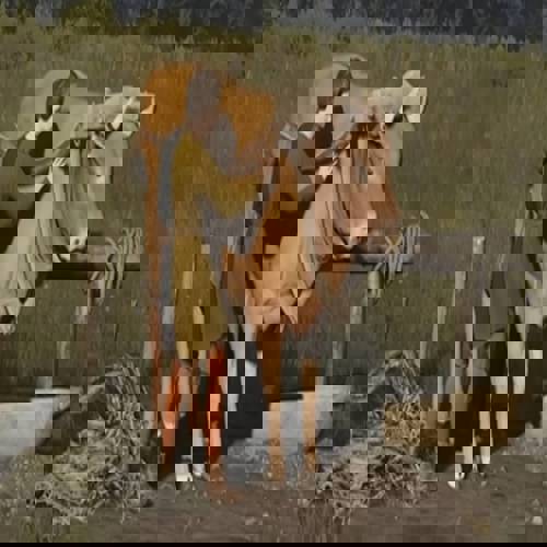 Manor Lords update gây ấn tượng, game giảm giá thấp kỷ lục trên Steam