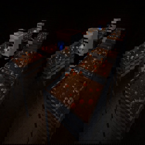 Lưu ý về việc 'trồng shrooms' trong bối cảnh Schedule I