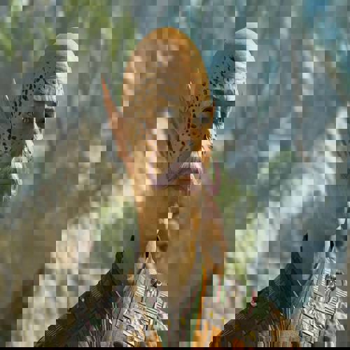 Nhà làm Rogue Trader: Baldur's Gate 3 thắp lại đam mê CRPG – một phúc lành